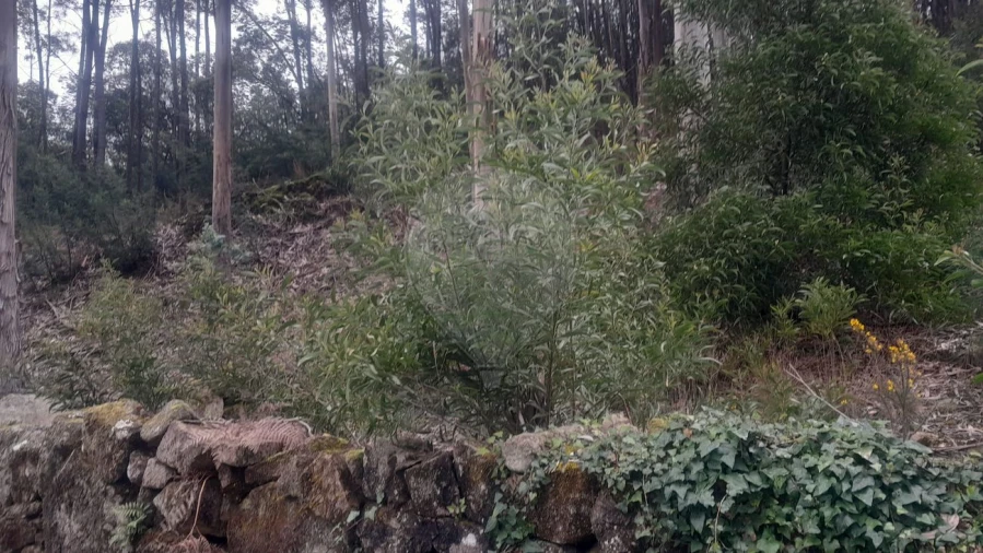 Terreno para Venda em Fermedo Foto 3