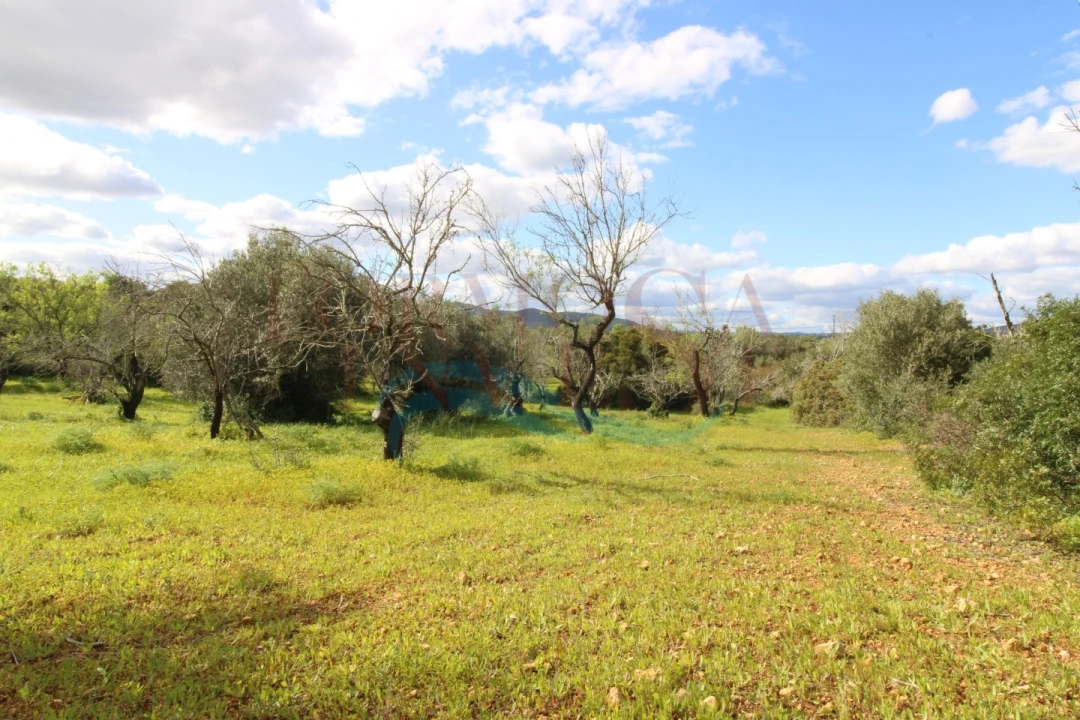 Terreno Agricola ou Rústico para Venda em Moncarapacho e Fuseta Foto 2