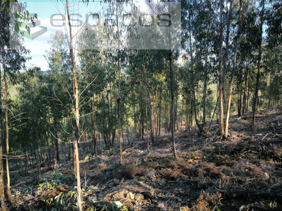 Quinta T1 para Venda em Sarzedas Foto 10