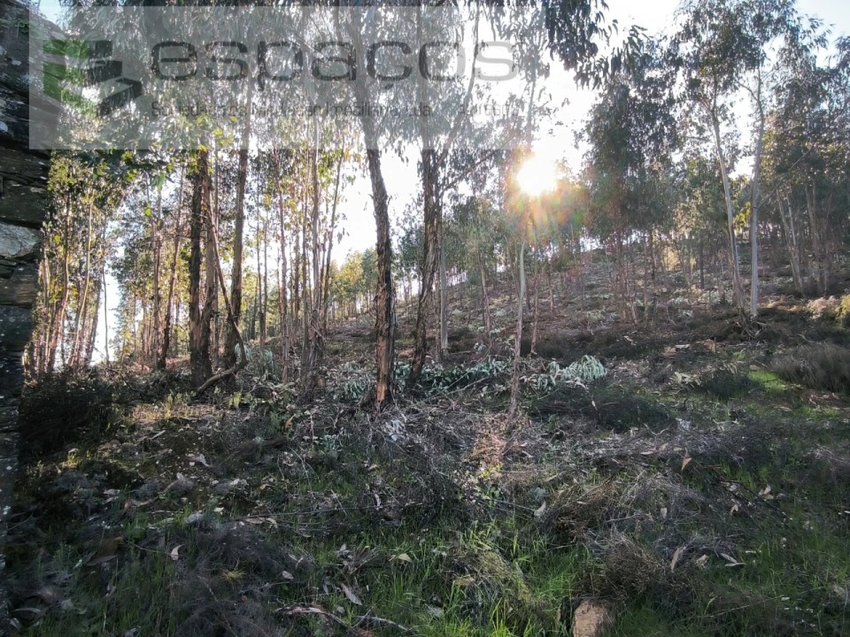 Quinta T1 para Venda em Sarzedas Foto 11