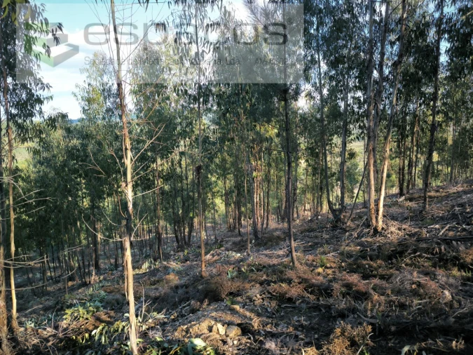 Quinta T1 para Venda em Sarzedas Foto 10