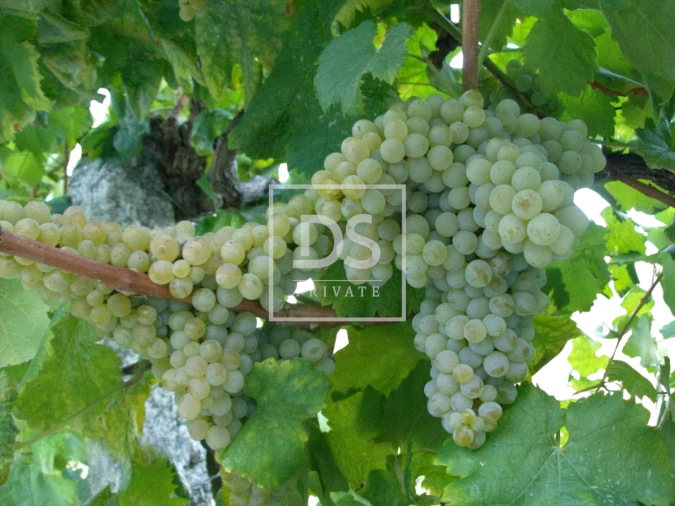 Quinta T7 para Venda em Fornos Foto 16