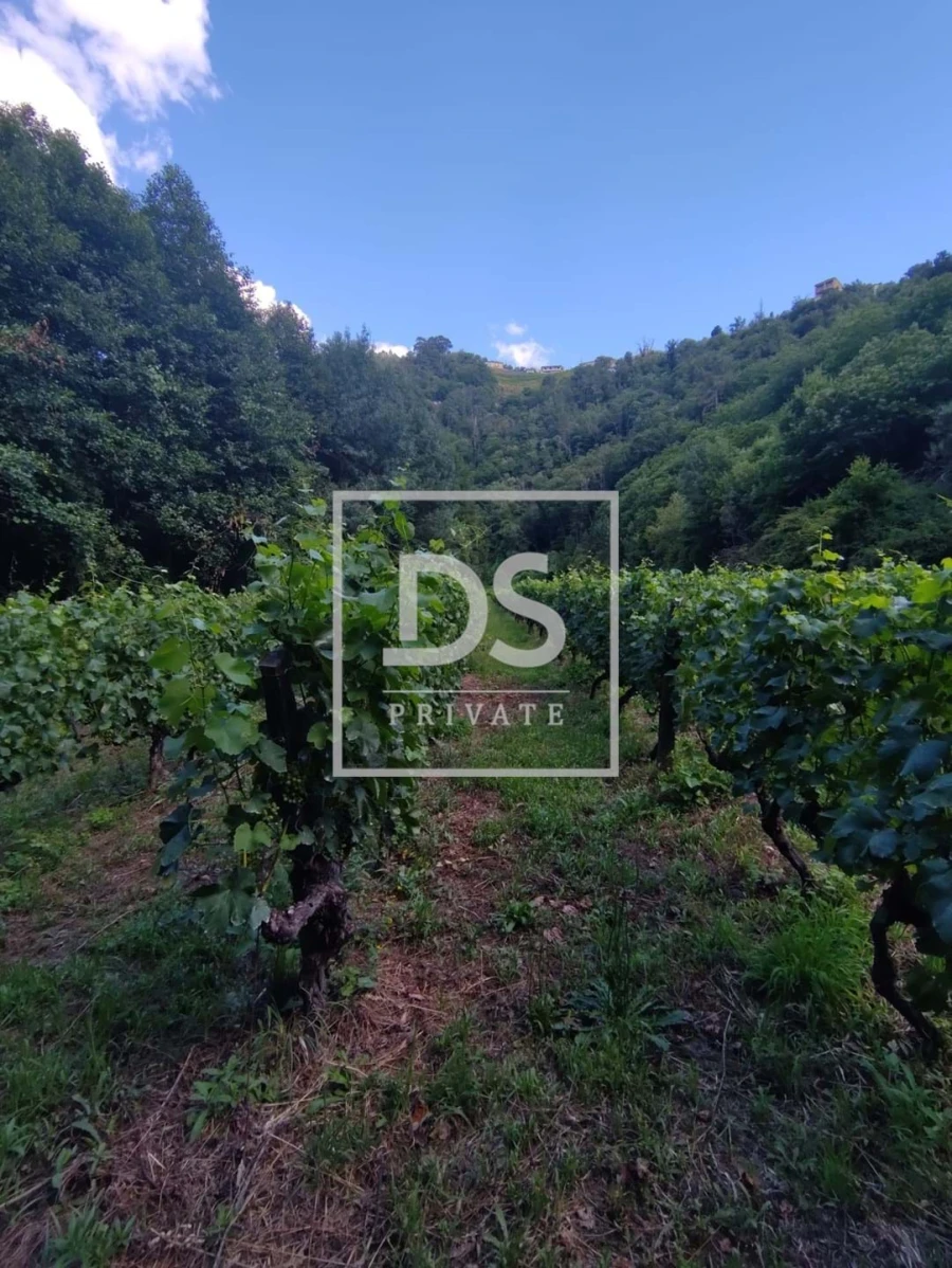 Quinta T7 para Venda em Fornos Foto 13