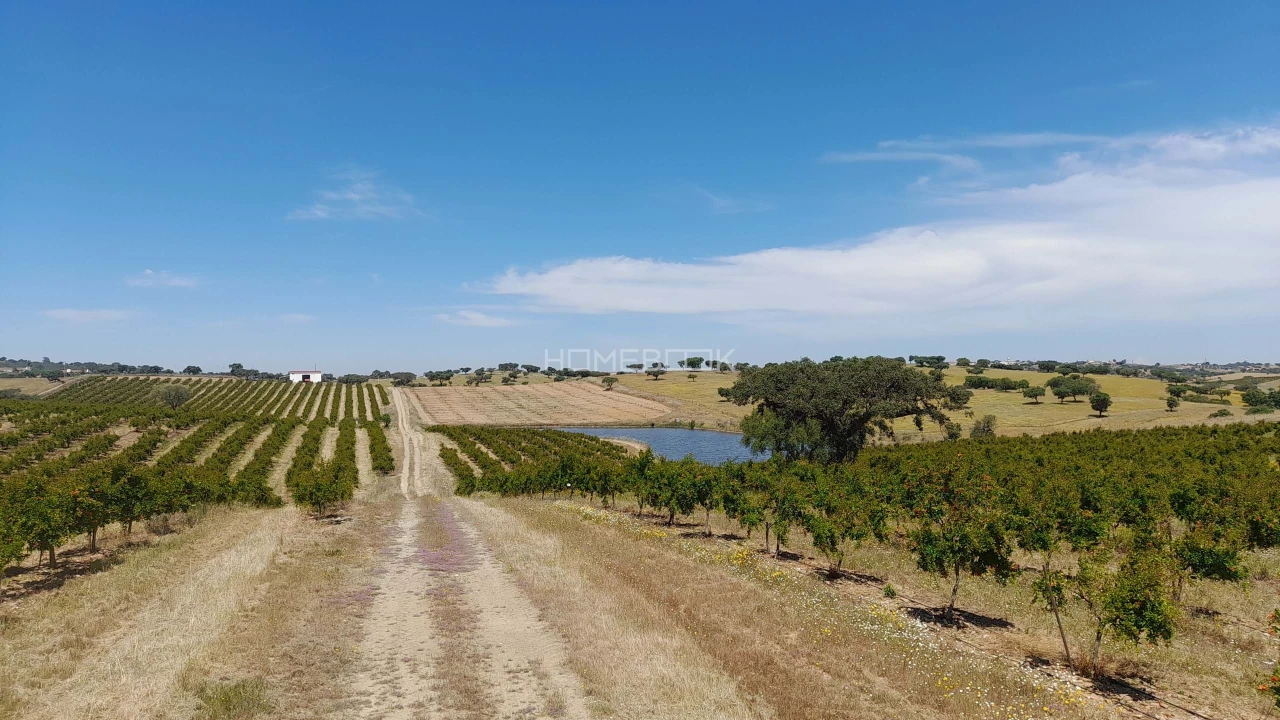 Terreno para Venda em Beja (Santiago Maior e São João Baptista) Foto 10