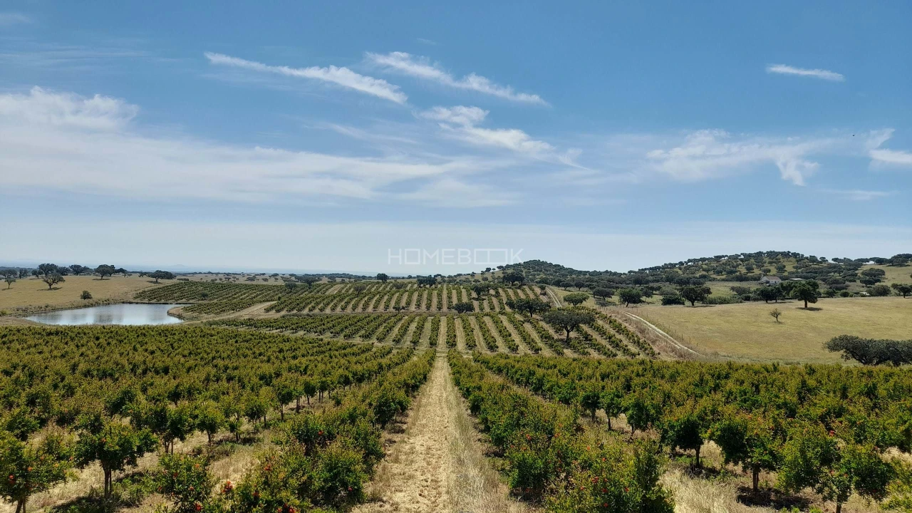 Terreno para Venda em Beja (Santiago Maior e São João Baptista) Foto 8