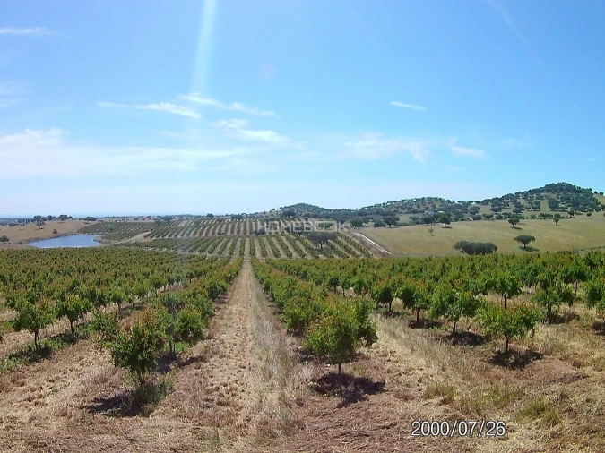 Terreno para Venda em Beja (Santiago Maior e São João Baptista) Foto 7