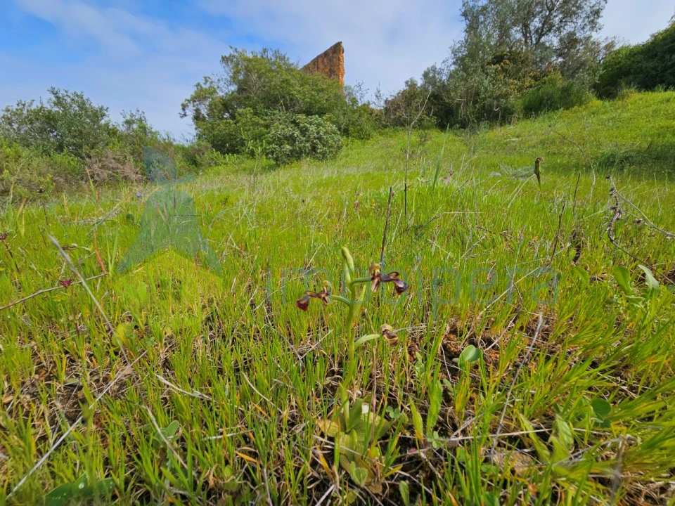 Terreno para Venda em Porches Foto 14