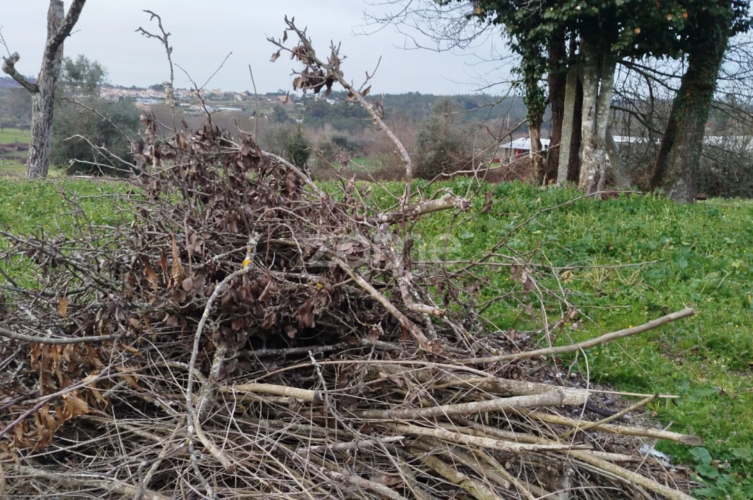 Terreno para Venda em Tavares (Chãs, Várzea e Travanca) Foto 16