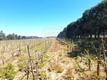 Terreno para Venda em Alpiarça