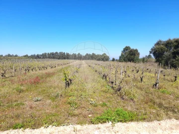 Terreno para Venda em Alpiarça