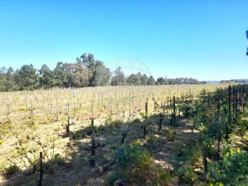 Terreno para Venda em Alpiarça