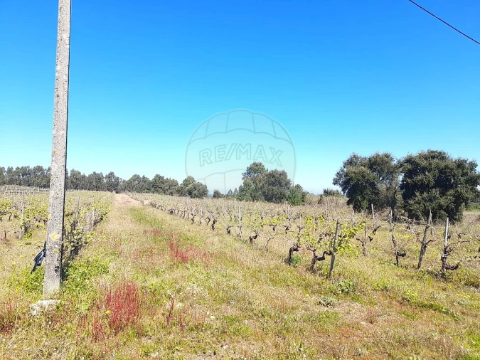 Terreno para Venda em Alpiarça Foto 2