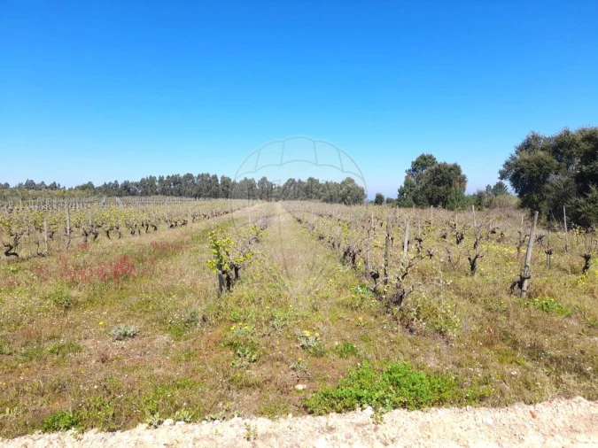 Terreno para Venda em Alpiarça Foto 3