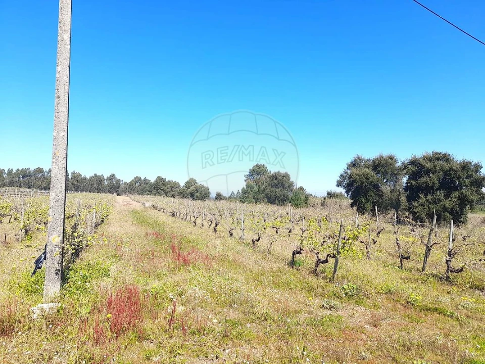 Terreno para Venda em Alpiarça Foto 2