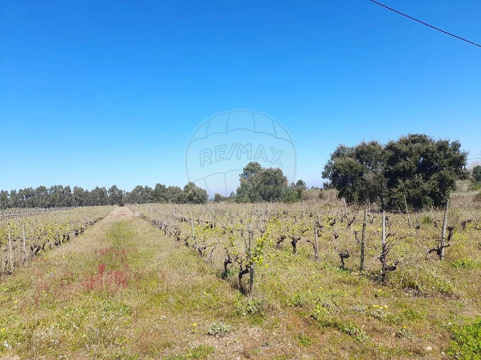 Terreno para Venda em Alpiarça Foto 5