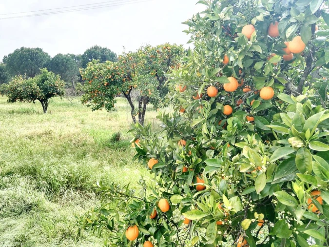 Moradia T7 para Venda em Cortiçadas de Lavre e Lavre Foto 17