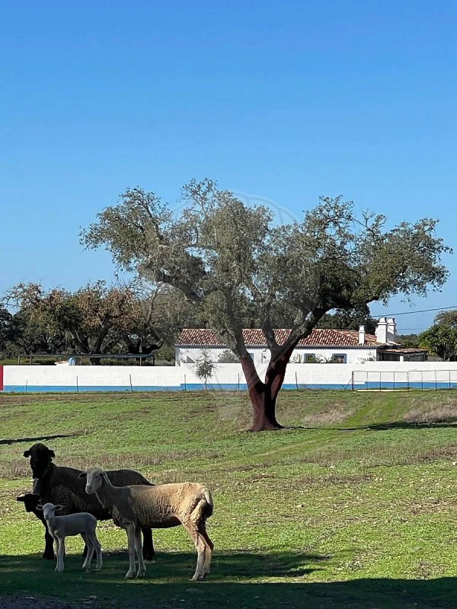 Terreno para Venda em Vimieiro Foto 3