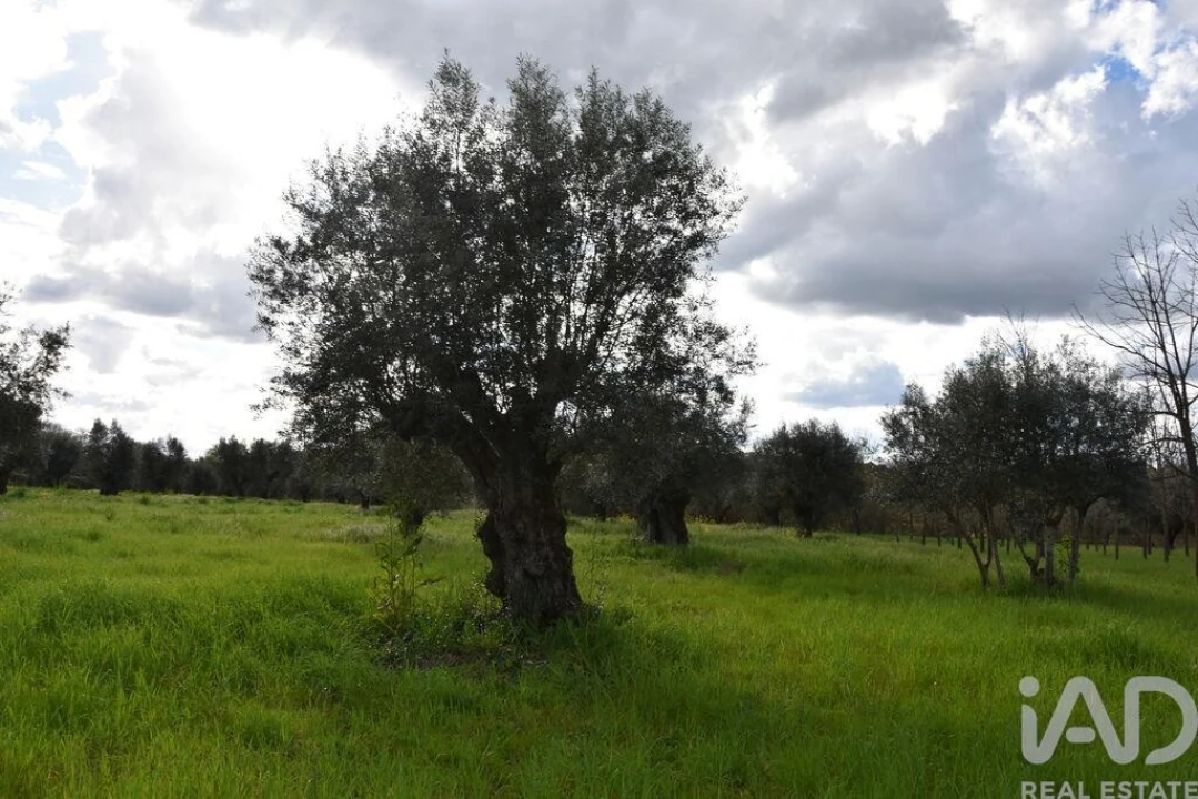 Terreno para Venda em Freixianda, Ribeira do Fárrio e Formigais Foto 18