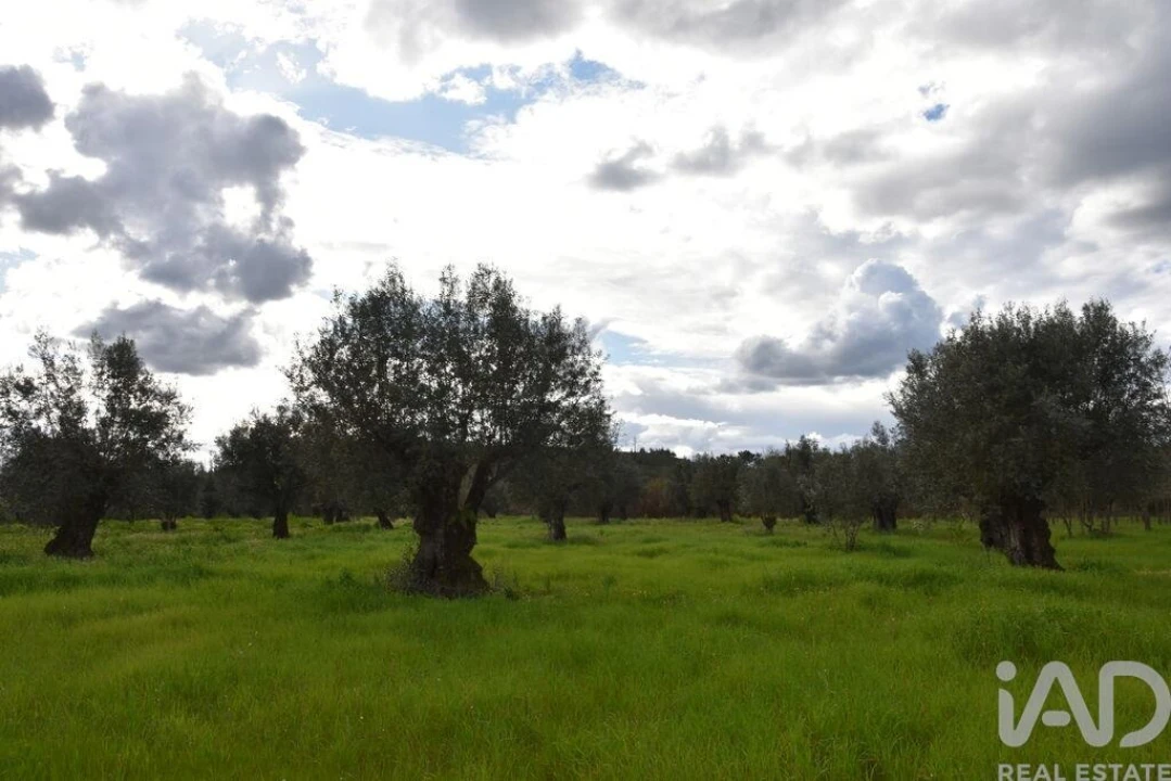 Terreno para Venda em Freixianda, Ribeira do Fárrio e Formigais Foto 15