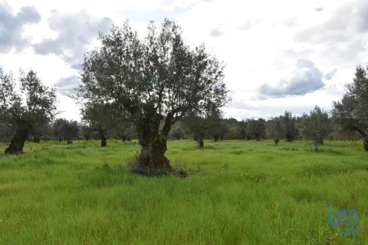 Terreno para Venda em Freixianda, Ribeira do Fárrio e Formigais Foto 14