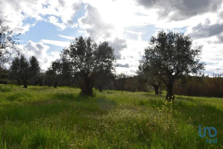 Terreno para Venda em Freixianda, Ribeira do Fárrio e Formigais Foto 13