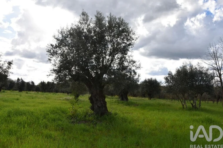 Terreno para Venda em Freixianda, Ribeira do Fárrio e Formigais Foto 18