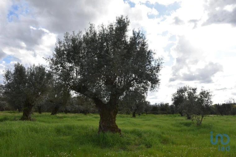 Terreno para Venda em Freixianda, Ribeira do Fárrio e Formigais Foto 9