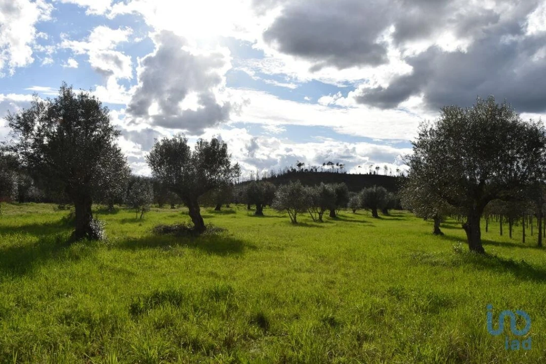 Terreno para Venda em Freixianda, Ribeira do Fárrio e Formigais Foto 7