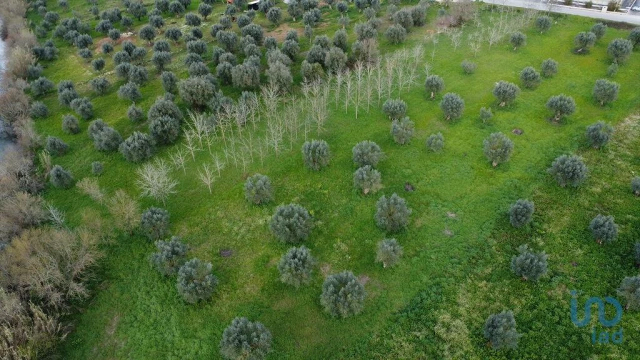 Terreno para Venda em Freixianda, Ribeira do Fárrio e Formigais Foto 5