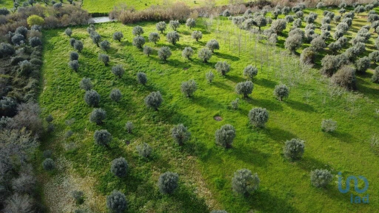 Terreno para Venda em Freixianda, Ribeira do Fárrio e Formigais Foto 6