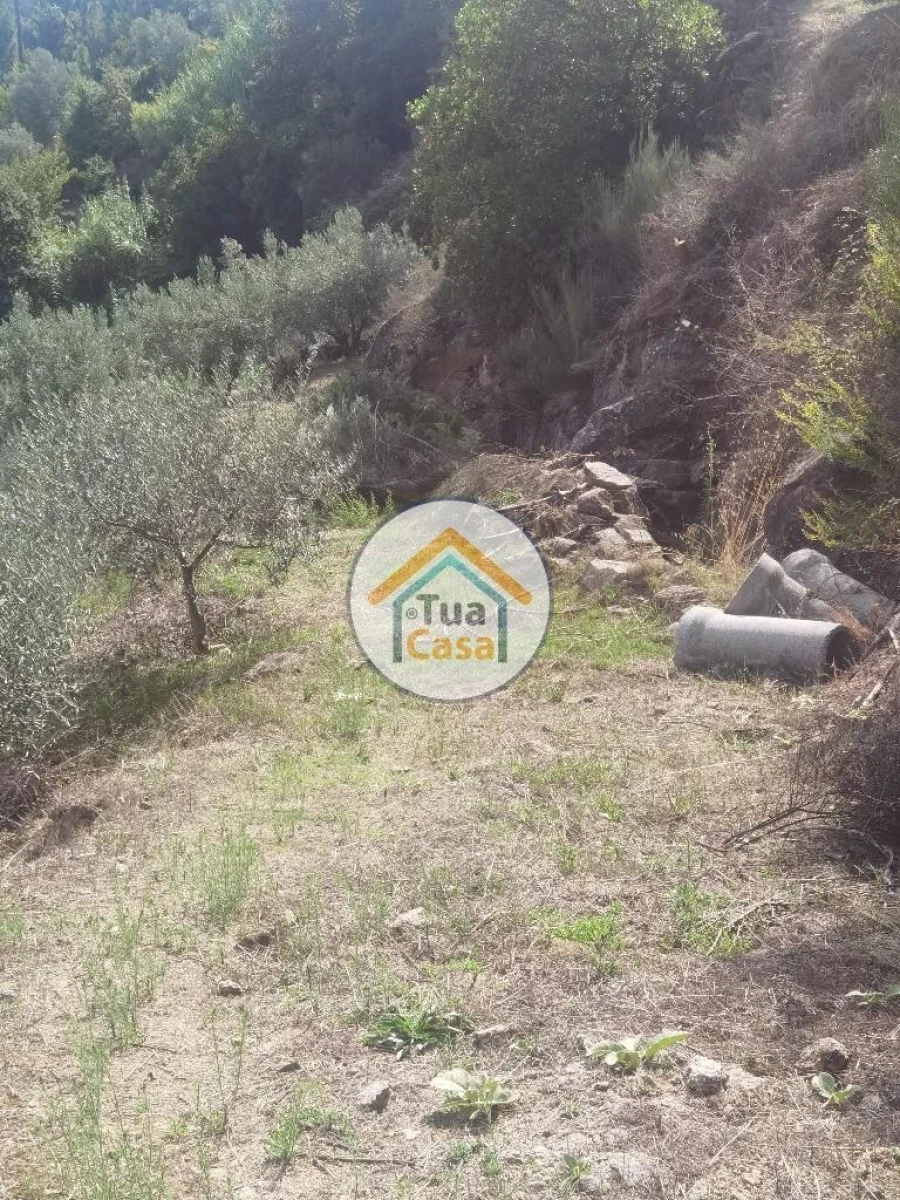Terreno para Venda em Parada de Cunhos Foto 32