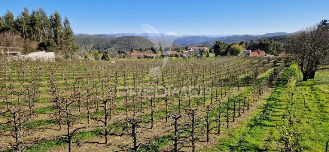 Terreno para Venda em Beco Foto 4
