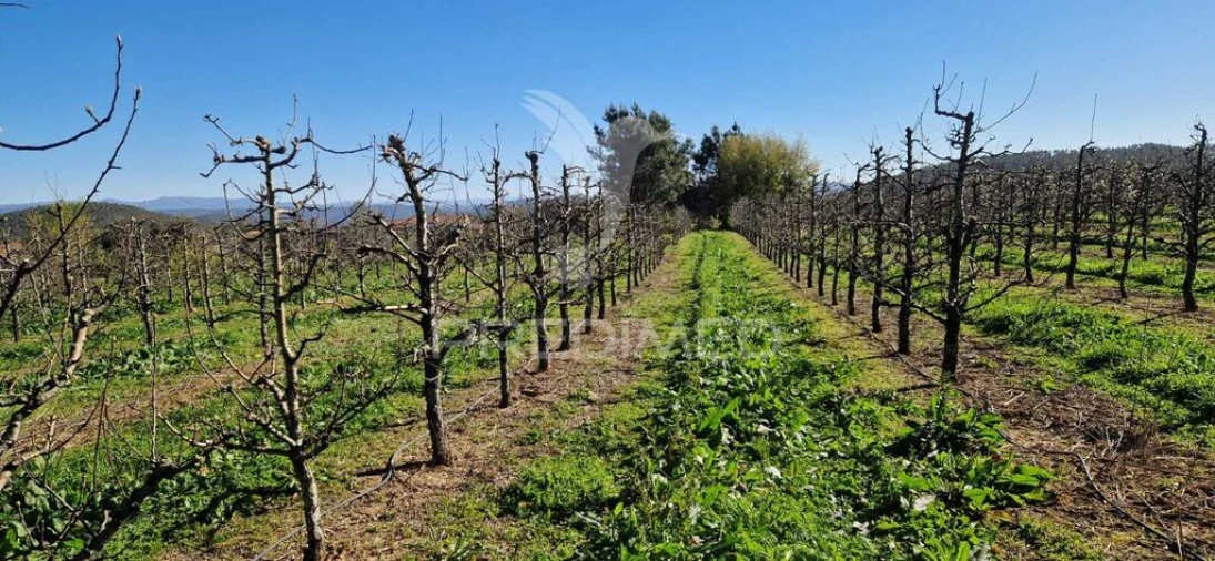 Terreno para Venda em Beco Foto 8