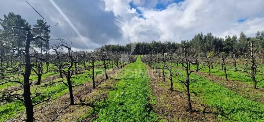 Terreno para Venda em Beco Foto 1