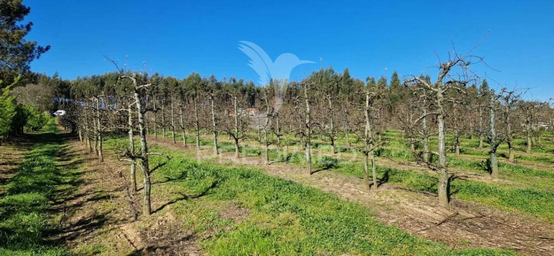 Terreno para Venda em Beco Foto 9