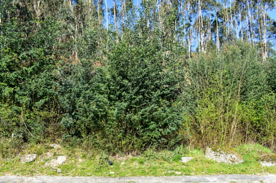 Terreno para Venda em Vieira do Minho Foto 6