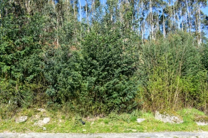 Terreno para Venda em Vieira do Minho