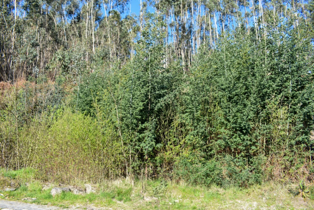 Terreno para Venda em Vieira do Minho Foto 8