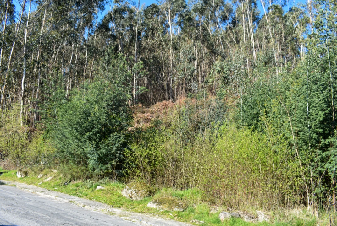 Terreno para Venda em Vieira do Minho Foto 9