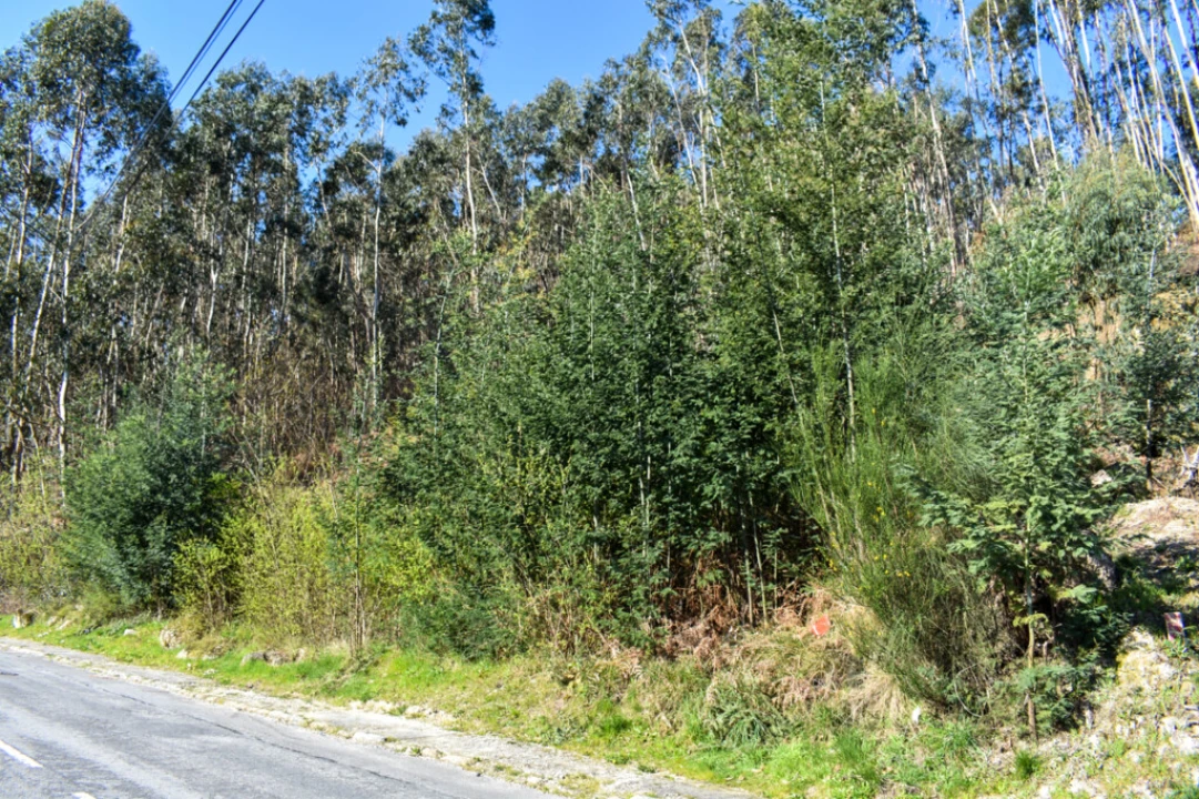 Terreno para Venda em Vieira do Minho Foto 1