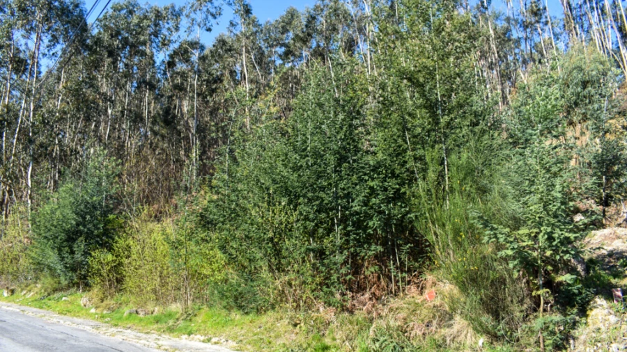 Terreno para Venda em Vieira do Minho