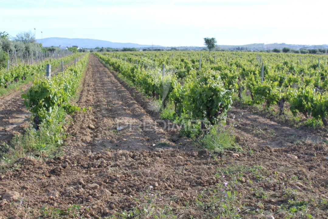 Quinta para Venda em Redondo Foto 8