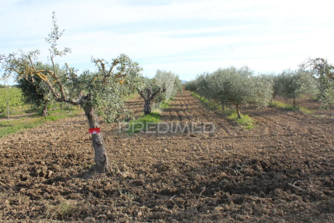 Quinta para Venda em Redondo Foto 10