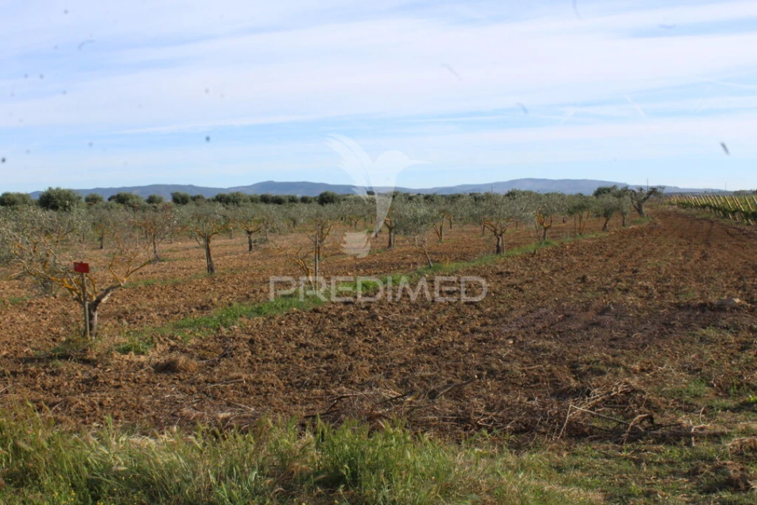 Quinta para Venda em Redondo Foto 12