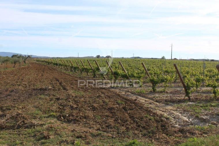 Quinta para Venda em Redondo Foto 14