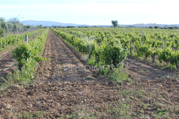 Quinta para Venda em Redondo Foto 8