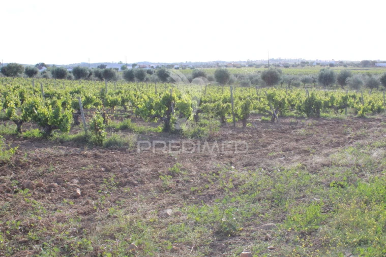 Quinta para Venda em Redondo Foto 6