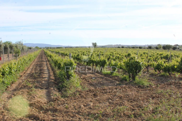 Quinta para Venda em Redondo