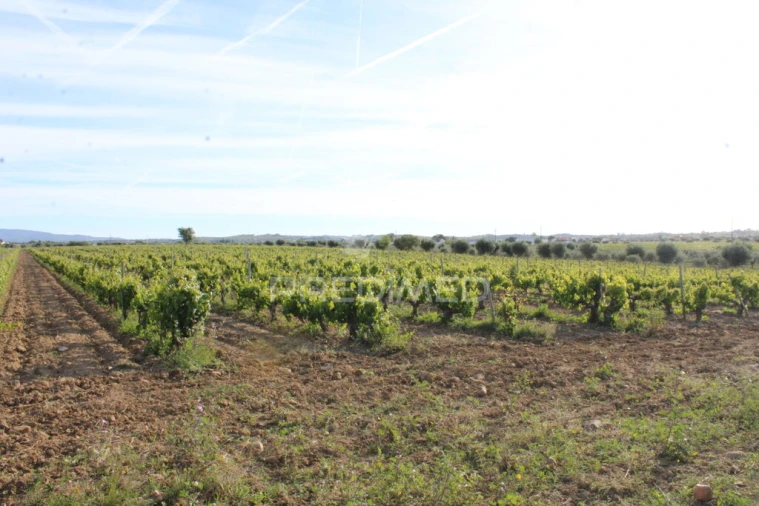 Quinta para Venda em Redondo Foto 2