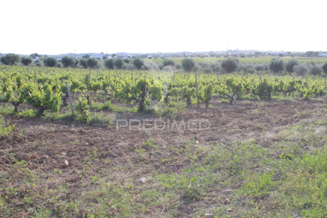 Quinta para Venda em Redondo Foto 6